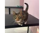 Ali - KBC Domestic Shorthair Adult Female