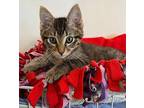 Wybie Domestic Shorthair Kitten Male