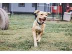 Milo Jingles American Staffordshire Terrier Adult Male
