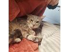 Jack 1/2 Domestic Shorthair Young Male