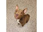 Nabisco American Pit Bull Terrier Adult Male