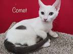 Comet Domestic Shorthair Kitten Male
