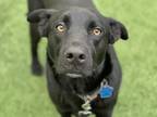 Hematite Labrador Retriever Young Female