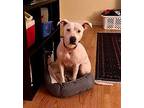 Sweet Sadie Ark American Pit Bull Terrier Adult Female