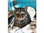 Fred Purrst Domestic Shorthair Adult Male