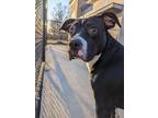 Peppermint Patty American Pit Bull Terrier Adult Female