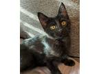 Idris Domestic Shorthair Kitten Male