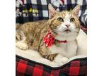 McCoy Domestic Shorthair Senior Male