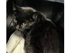 Buddy Domestic Shorthair Senior Male