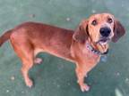 Red Redbone Coonhound Adult Female