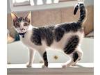 Sandy Domestic Shorthair Young Female