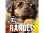 Ranger Lily Labrador Retriever Puppy Male