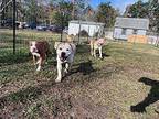 Meatball Ark American Staffordshire Terrier Adult Male