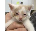 Jetstream Domestic Shorthair Kitten Male