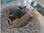 Firefly Domestic Shorthair Kitten Male