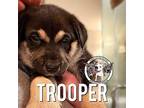 Trooper Lily Labrador Retriever Puppy Male