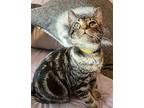 Milo Domestic Shorthair Kitten Male