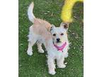 Susie Jack Russell Terrier Young Female