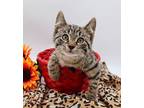 Max XIV Domestic Shorthair Kitten Male