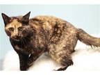 Paprika Domestic Shorthair Young Female