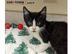 Tyrone Domestic Shorthair Kitten Male