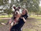 Pippi Longlegs American Pit Bull Terrier Adult Female