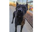 Bella Donna Cane Corso Adult Female