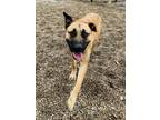 Roxie Belgian Malinois Adult Female