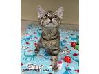 Jovie Domestic Shorthair Kitten Female