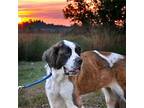 HOLLY NOLEY St. Bernard Adult Female