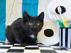 Toothbrush Domestic Shorthair Kitten Female