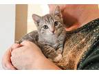 Cindy Lou Christmas Domestic Shorthair Young Female