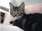 KITTEN JOEY GRAY Domestic Mediumhair Kitten Male