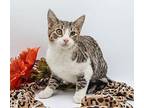 Finch III - 19A Domestic Shorthair Kitten Male