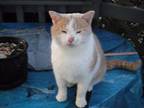 Noodles M Domestic Shorthair Young Male