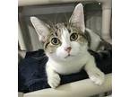 Nirvana Domestic Shorthair Adult Female