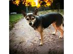 LOVABLE LYNNIE Chihuahua Adult Female