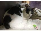 Andrea Domestic Shorthair Young Female