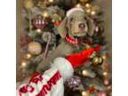 Dachshund Puppy for sale in Dallas, TX, USA