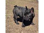 French Bulldog Puppy for sale in Garretson, SD, USA