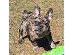 French Bulldog Puppy for sale in Garretson, SD, USA