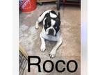 Roco - cuca