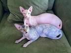 Sphynx Kittens Northern Calif