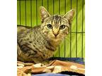 Phoebe Domestic Shorthair Young Female