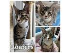 Loafers Domestic Shorthair Young Male