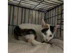 Lily Domestic Shorthair Kitten Female