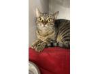 Ava Domestic Shorthair Young Female
