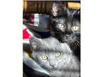 Felix American Shorthair Kitten Male