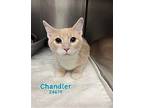 Chandler - $55 Adoption Fee Special Domestic Shorthair Kitten Male