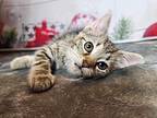 Monty Domestic Shorthair Kitten Male